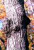 TREE2.JPG